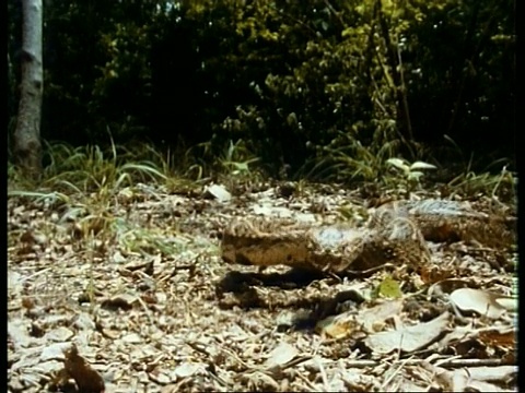 MS高速鼓腹蛇，Bitis arietans，泰然自若像在落叶上以侵略性的姿态，攻击相机，肯尼亚视频素材