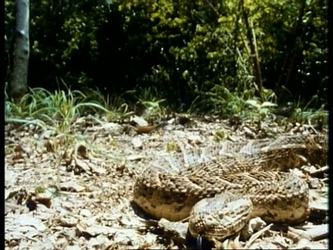 MS高速鼓腹蛇，Bitis arietans，泰然自若像在落叶上以侵略性的姿态，攻击相机，肯尼亚视频素材