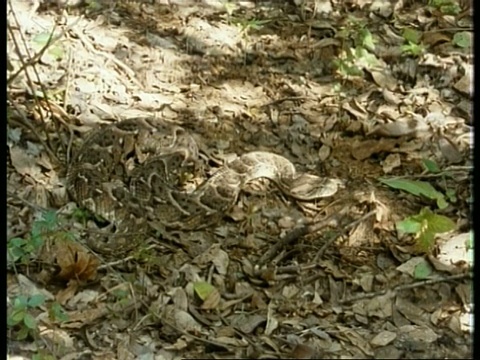 MS pan正越过Puff Adder, Bitis arietans，很好地伪装在树叶凋落物斑驳阴影，编辑序列，肯尼亚;序列剪辑，特殊术语适用视频素材