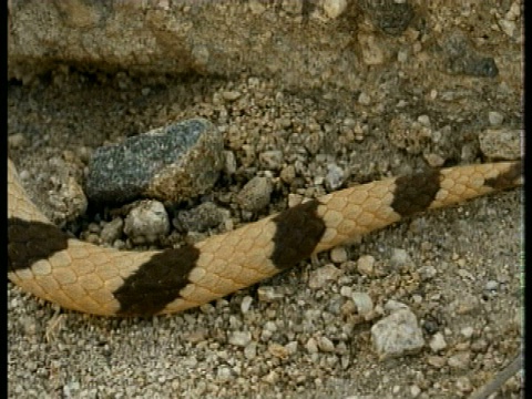 cugopher Snake，垂体，有图案的身体蜷缩在岩石地上，序列，美国视频素材