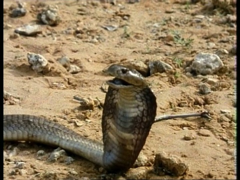 吐痰眼镜蛇(Hemachatus haemachatus，侧身，抬起头，非洲);序列剪辑，特殊术语适用视频素材