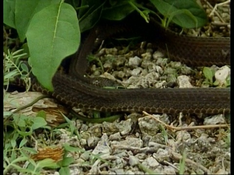 MS File Snake，移动在石头地面上消失在植物后面，非洲;序列剪辑，特殊术语适用视频素材