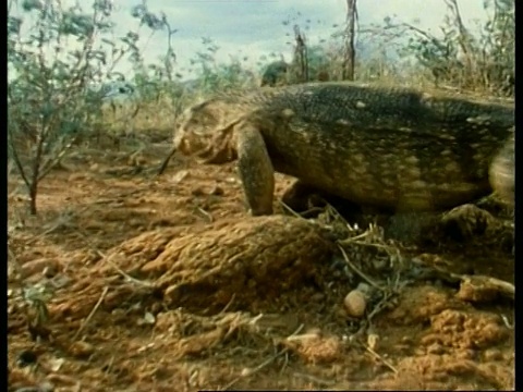 肯尼亚，CU Monitor Lizard(图左)正穿过茂密的植物视频素材