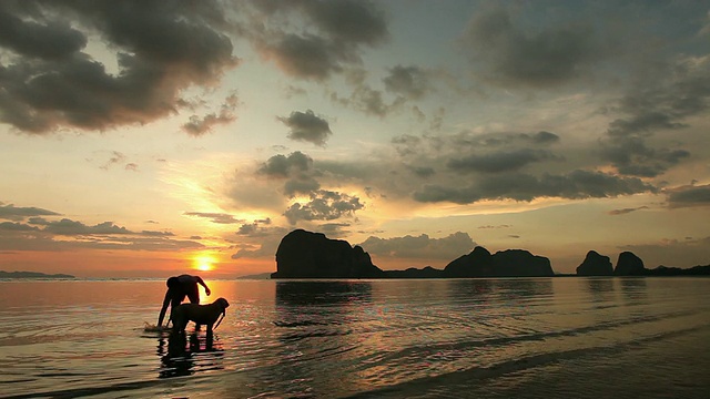 海滩上的狗视频素材