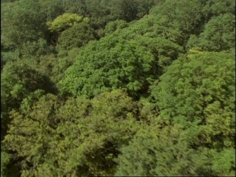 英国橡树林地上空的航拍视频素材