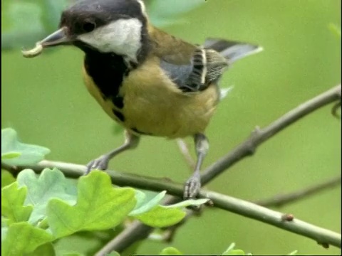 大山雀(Parus major)在树觅食毛虫，英国视频素材