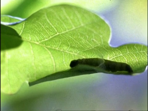 时间推移- CU绿卷叶蛾(绿卷叶蛾)毛毛虫卷起叶子做保护的庇护所，英国视频素材