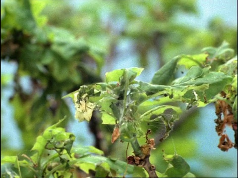 时间流逝——漫威毛毛虫肆虐英国普通橡树的新叶视频素材