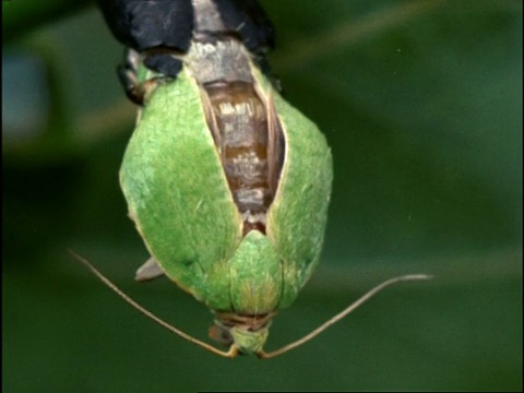 英国BCU绿飞蛾(Tortrix viridana)从蛹中出现(合并镜头)视频素材