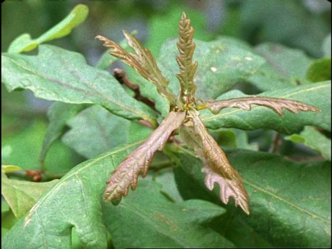 时间间隔- CU英国常见橡树(Quercus robur)的新叶生长情况视频素材