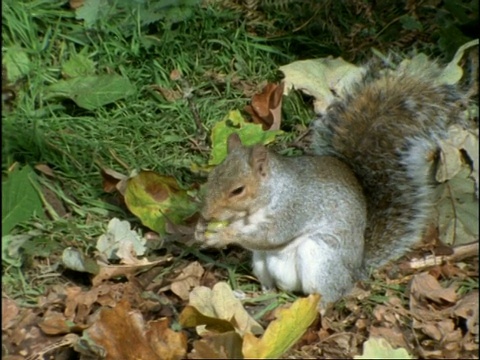 灰松鼠(Sciurus carolinensis)发现橡树橡子，然后咬橡子生长尖，然后把橡子埋在落叶里。英格兰视频素材