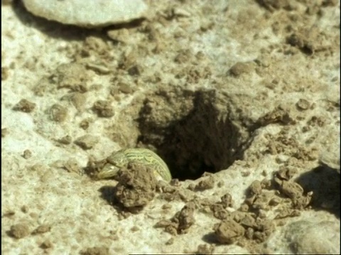 美国，雌沙蜂(沙蜂)挖出一个洞，把毛毛虫拉进去，然后再离开视频素材