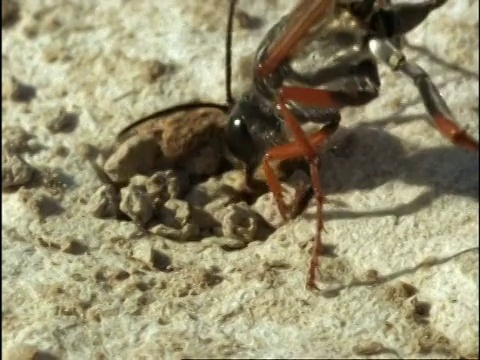 美国，CU雌沙蜂(Ammophila)堵塞洞穴入口视频素材