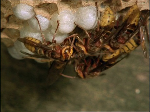 大黄蜂MCU集团(Vespa crabro)在茧上聚集，英国视频素材