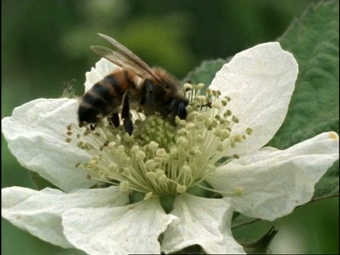 英国，以花为食的蜜蜂(Apis mellifera)飞走了视频素材