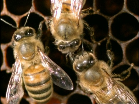 CU高角度2蜜蜂(Apis mellifera)通过触摸触角交流，英国视频素材