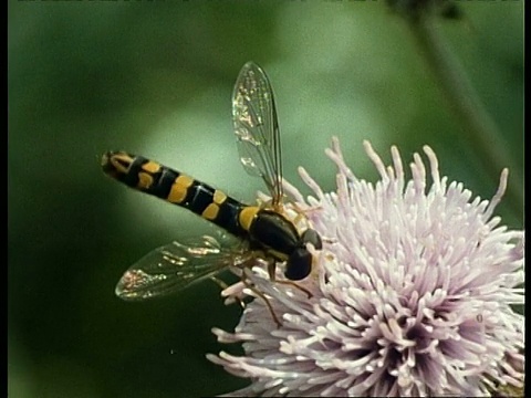 取食花的CU Hoverfly，英国视频素材