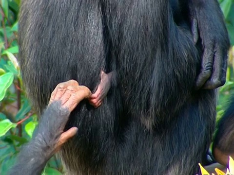 高角度黑猩猩伸手抓住刚出生的婴儿的手，当它从妈妈的背后出现视频素材