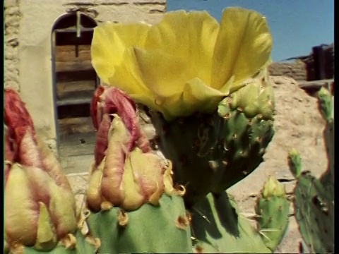 美国，仙人掌仙人掌，多棘仙人掌和山猫蜘蛛，绿孔雀，摄像机追踪植物从花到蜘蛛的高度视频素材