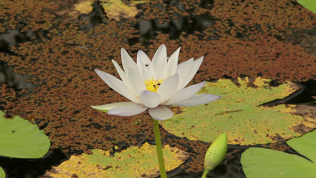 白莲花上的蜜蜂。视频素材