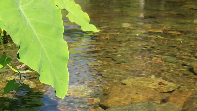 把石头扔进水里，高清视频素材