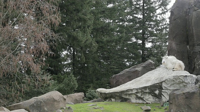 山羊躺在岩石上视频素材