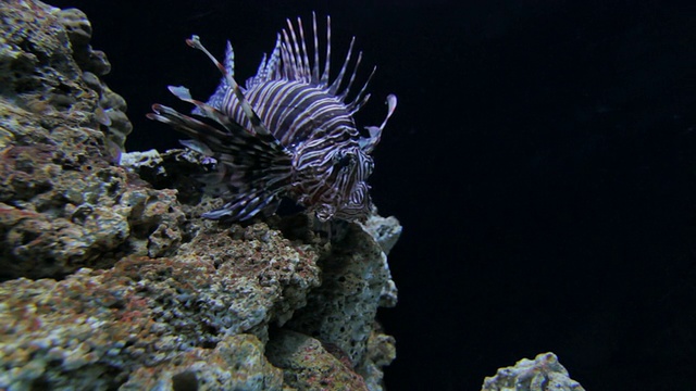 水族馆里的狮子鱼视频素材