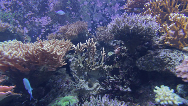 水族馆里的热带鱼视频素材