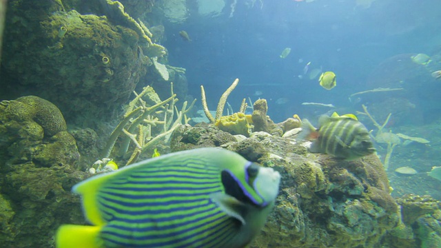 近距离观察水族馆里的热带鱼视频素材