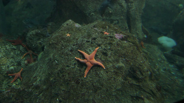 海星附着在岩石上视频素材