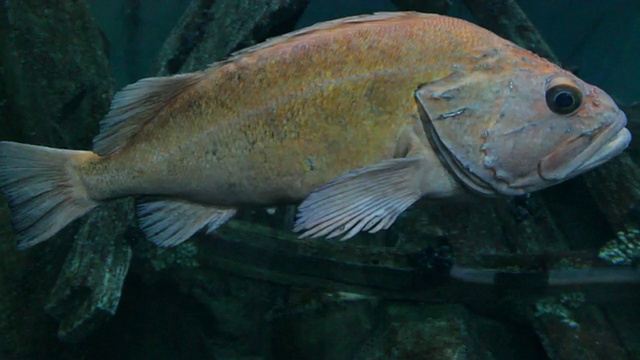 水族馆内的海洋生物视频素材