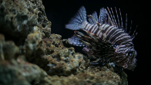 水族馆里，一只狮子鱼在珊瑚上方盘旋。视频素材