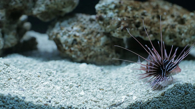 一只奇异的多刺鱼漂浮在水族馆里。视频素材