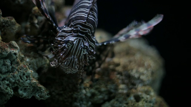 水族馆里，一只狮子鱼在珊瑚上方盘旋。视频素材