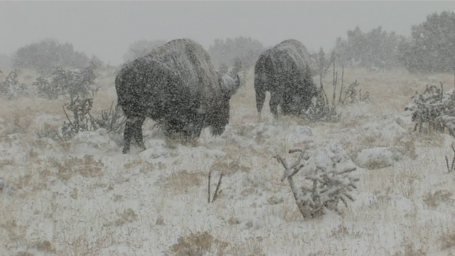 美国怀俄明州科迪，两只大角羊穿过雪域沙漠视频素材