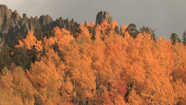 雄伟的落基山脉山峰，明亮的黄色白杨树/碲化物，科罗拉多州，美国视频素材