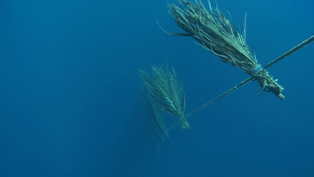 MS TU TD TS View of Fish aggregation device / Semporna，沙巴州，马来西亚视频素材