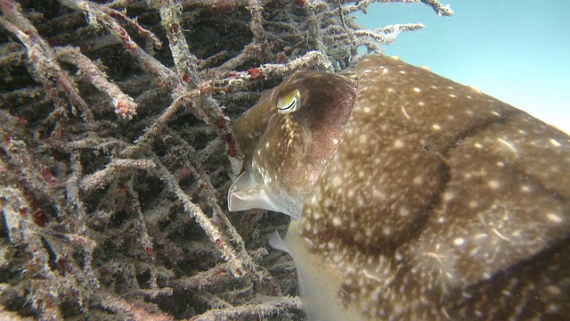 你在马来西亚沙巴的广播俱乐部拍摄cuttlefish laying eggs / Mabul视频素材