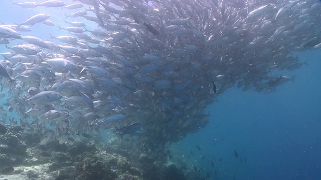 马来西亚沙巴州，西巴丹岛，大眼睛jackfish的学校生活视频素材