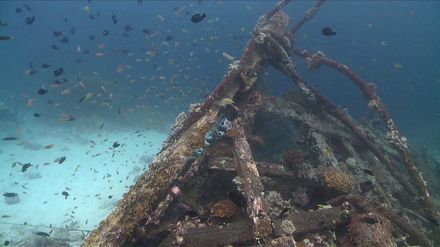 MS TU TD Reef on ship wreck /维萨扬群岛，维萨扬群岛，菲律宾视频素材