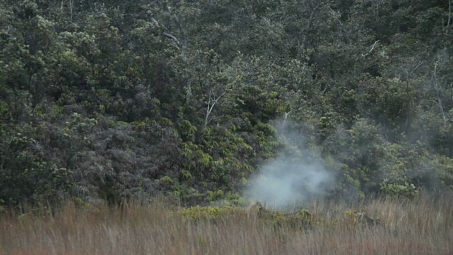 火山气体从草地上升，在火山国家公园/火山，夏威夷，大岛，美国的树木和灌木丛中上升视频素材