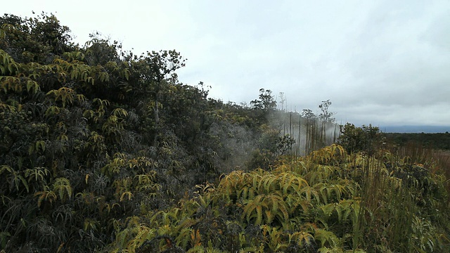 图为美国大岛夏威夷的火山国家公园的蕨类植物和树木中冒出的蒸汽视频素材