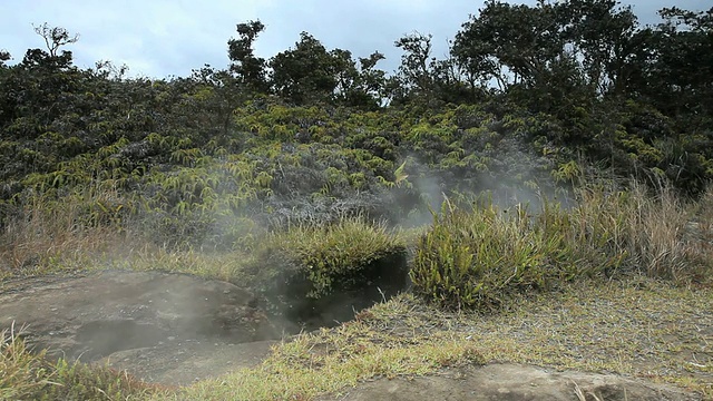 火山国家公园/火山，夏威夷，大岛，美国，从蒸汽喷口升起的蒸汽吹过蕨类植物和树木视频素材