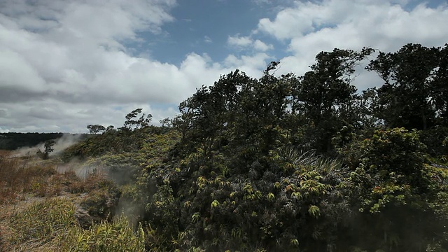 这张照片拍摄于美国大岛夏威夷的火山国家公园，在阴天里，蒸汽从蒸汽喷口升起，掠过蕨类植物、灌木和树木视频素材