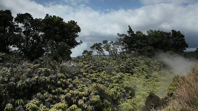 这张照片拍摄于美国大岛夏威夷的火山国家公园，在阴天里，蒸汽从蒸汽喷口升起，掠过蕨类植物、灌木和树木视频素材