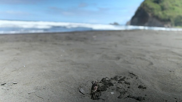 美国夏威夷大岛的威美亚，在Pololu山谷的黑沙滩上，小海蟹带着沙子进进出出视频素材