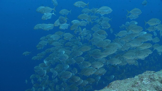 MS Golden trevally schooling /帕劳，密克罗尼西亚，帕劳视频素材