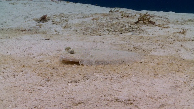 MS TS拍摄的孔雀比目鱼/卡门海滩，Isla Mujeres，墨西哥视频素材