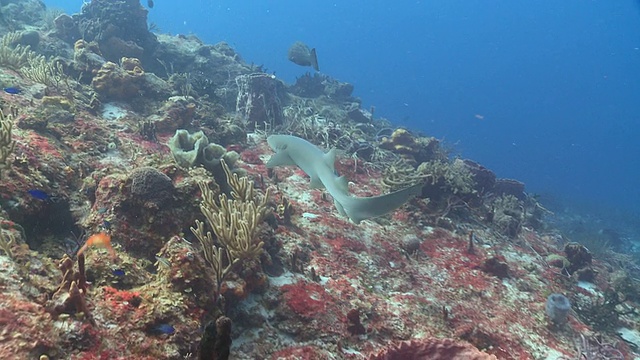 MS POV护士鲨鱼游泳/卡门，Isla Mujeres，墨西哥视频素材