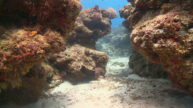 MS POV在暗礁/卡门湖，Isla Mujeres，墨西哥视频素材